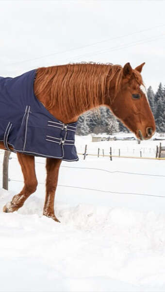 pferd im schnee pferdedecke